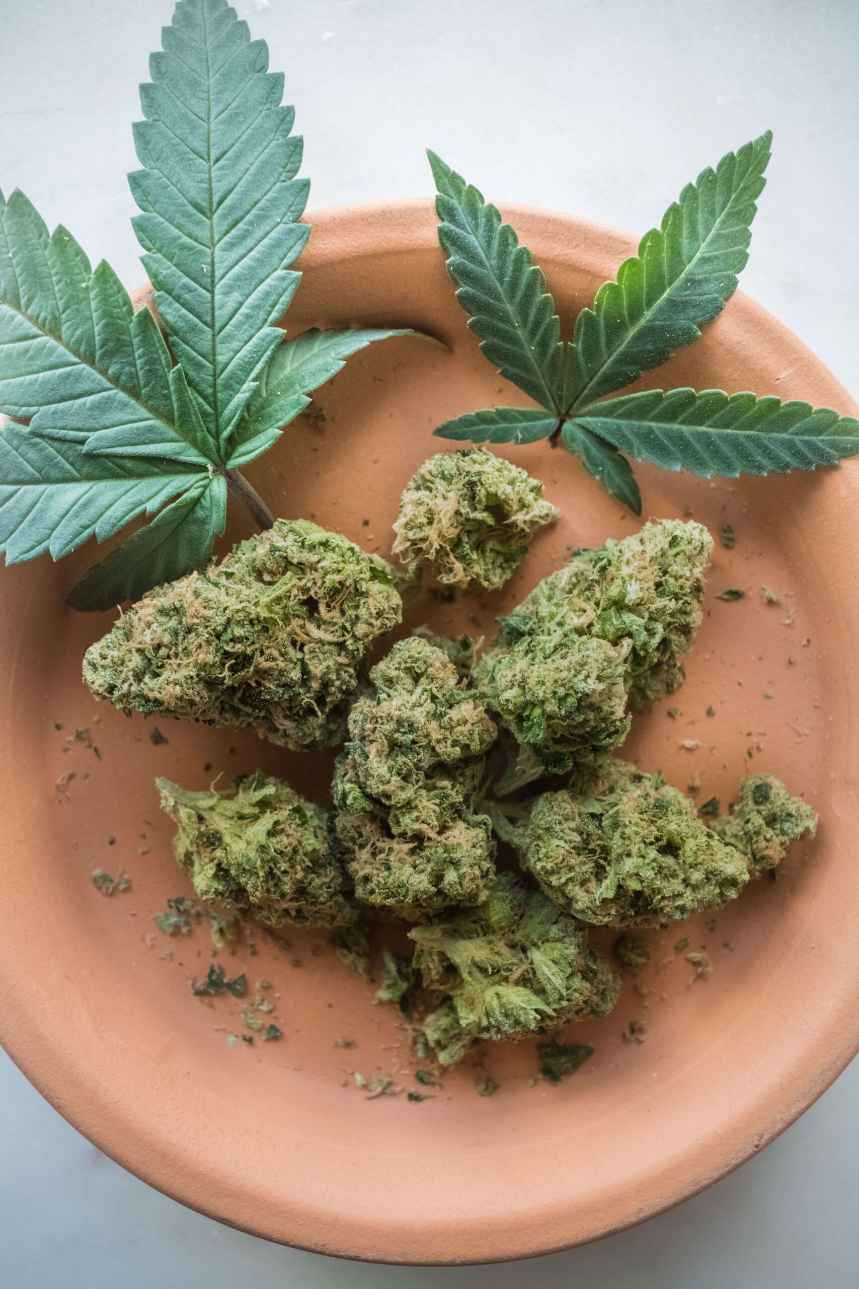 Silver_Stem_OG_Kush-189339 (1)